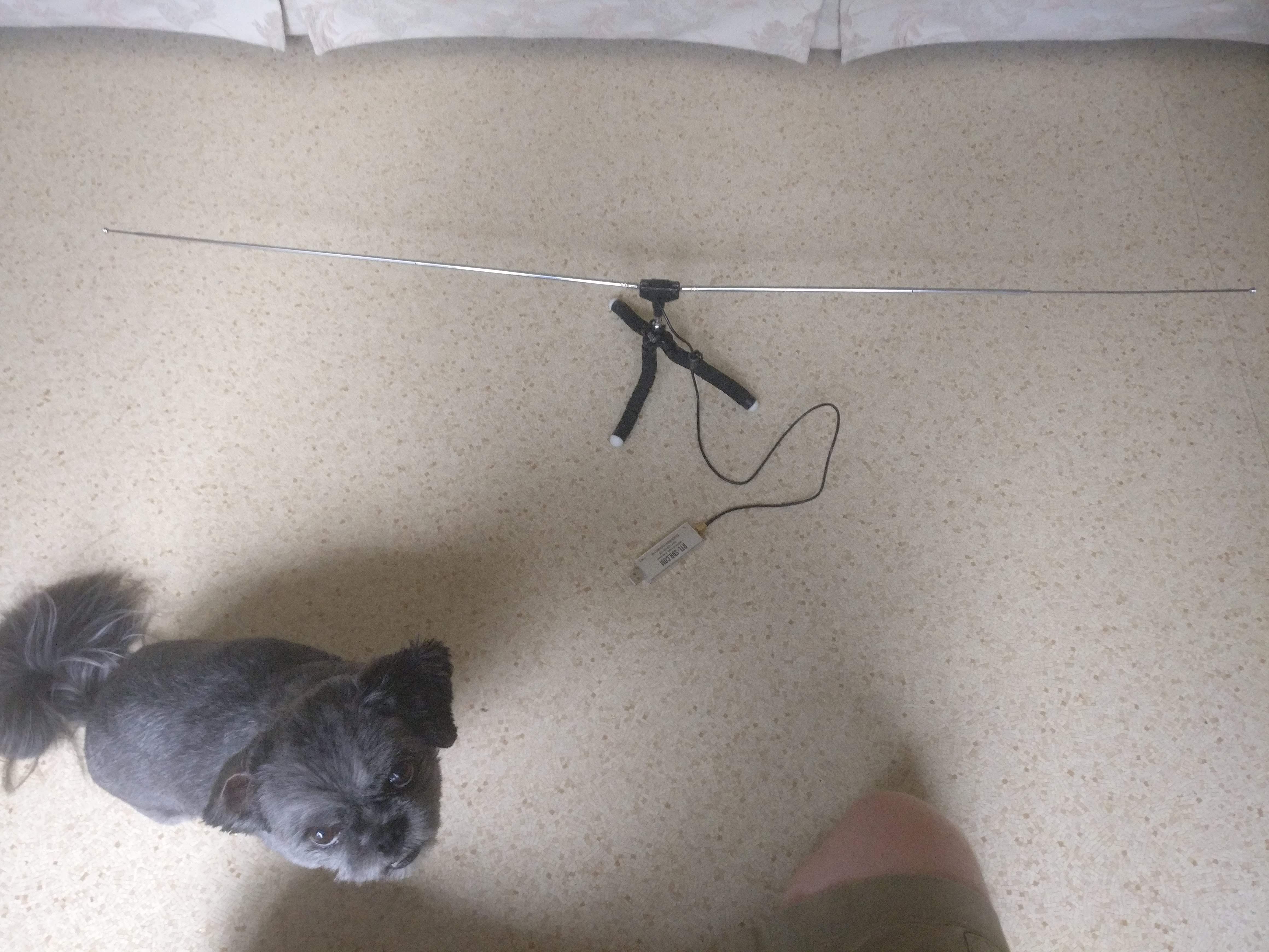 extended bunny ears as dipole antenna with dog